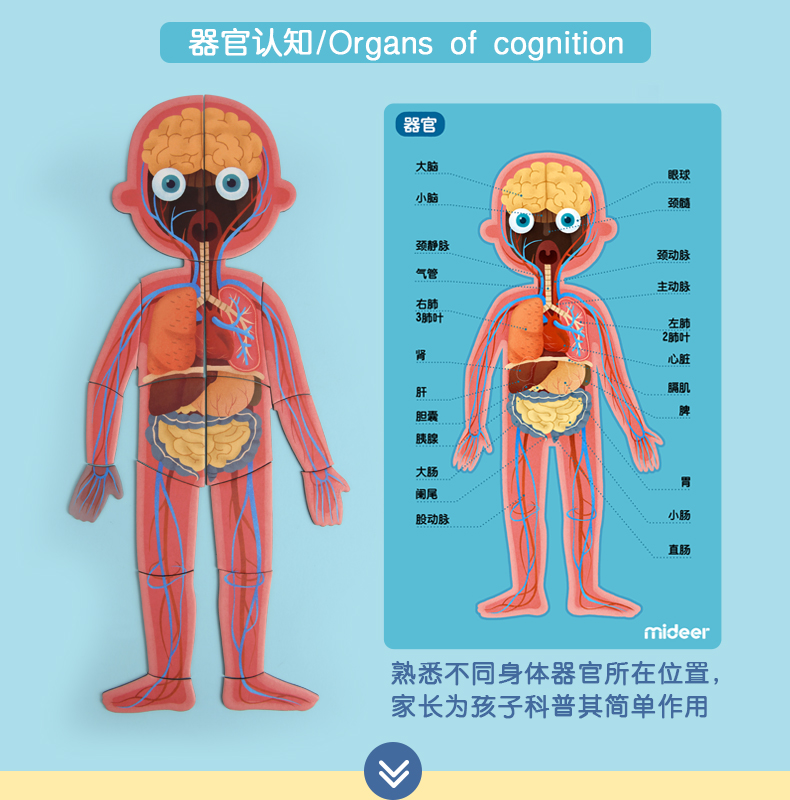 新生儿身体结构图图片