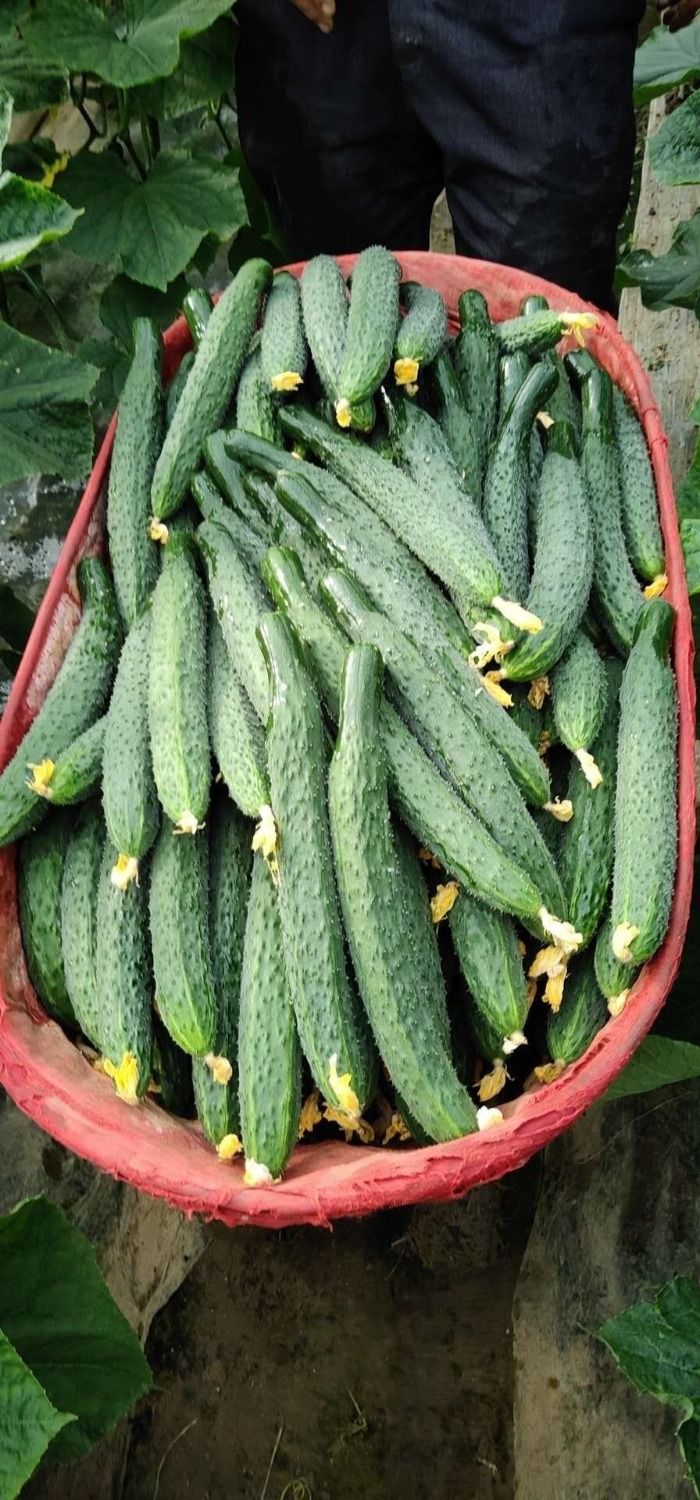 五斤自种现发新鲜蔬菜绿心黄瓜生吃干花带刺清脆可口