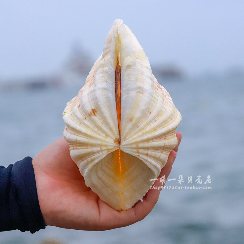 优选好货荷花贝佛手贝天然大贝壳工