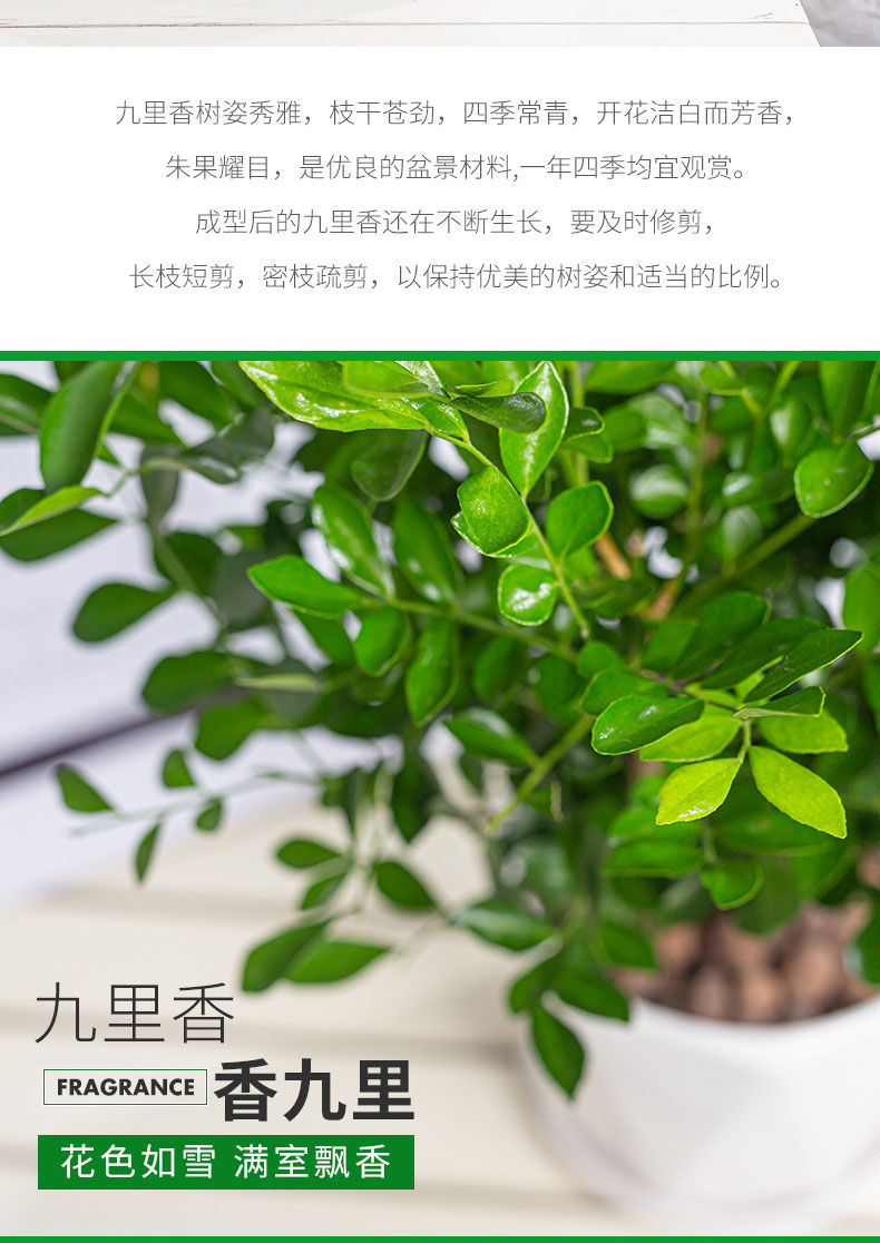 湛航园艺用品 九里香盆栽植物苗七里香浓香四季驱蚊老桩室内阳台开花