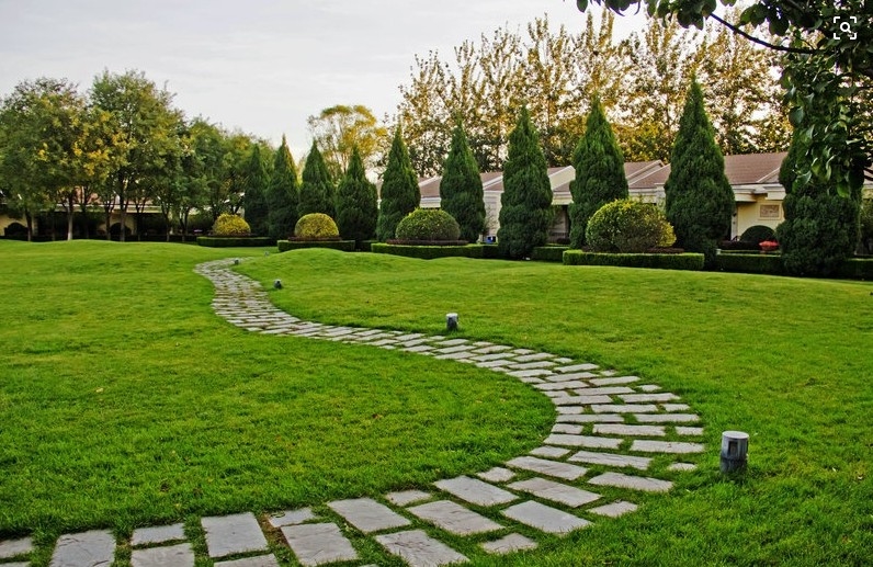 回固园艺用品 回固地毯草种子绿化草坪草籽四季常青庭院矮生草种草皮