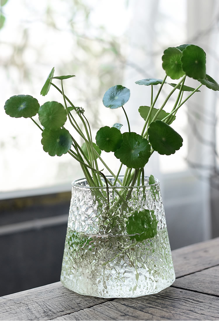 绿萝水培花盆器皿花瓶透明玻璃插花花盆创意水养植物花器装饰摆件