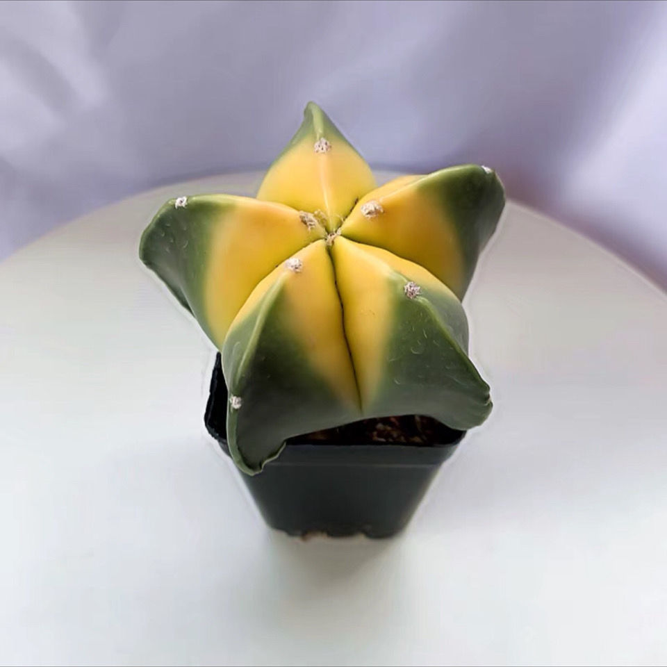 西瓜球室内仙人掌客厅仙人球吸甲醛盆栽办公室防辐射星兜多肉花卉五彩