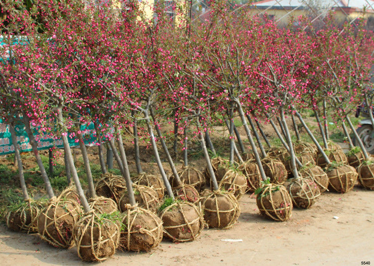 西府海棠花树苗盆栽垂丝海棠大苗庭院花卉苗庭院木本观花花卉植物西府