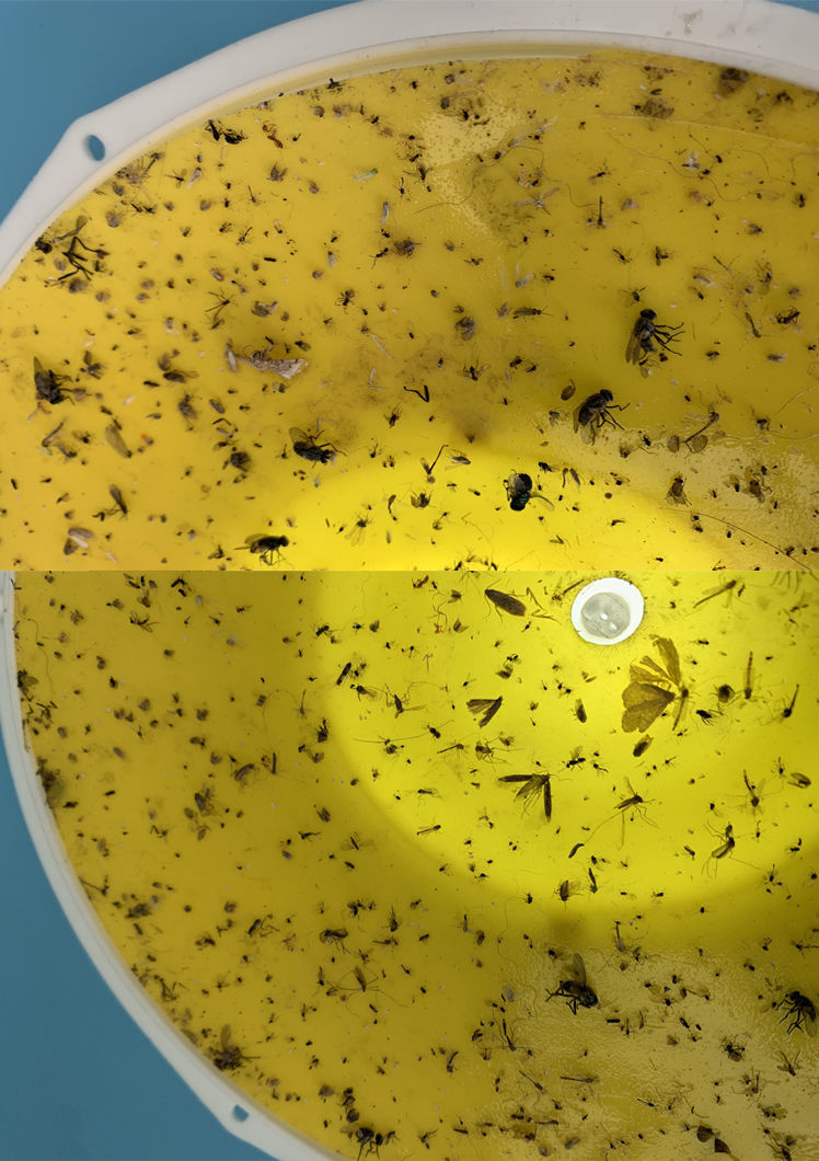 粘捕式趋光小飞虫灭杀神器驱蚊灯苍蝇捕捉器飞蛾贴黑飞咬室内家用尝鲜