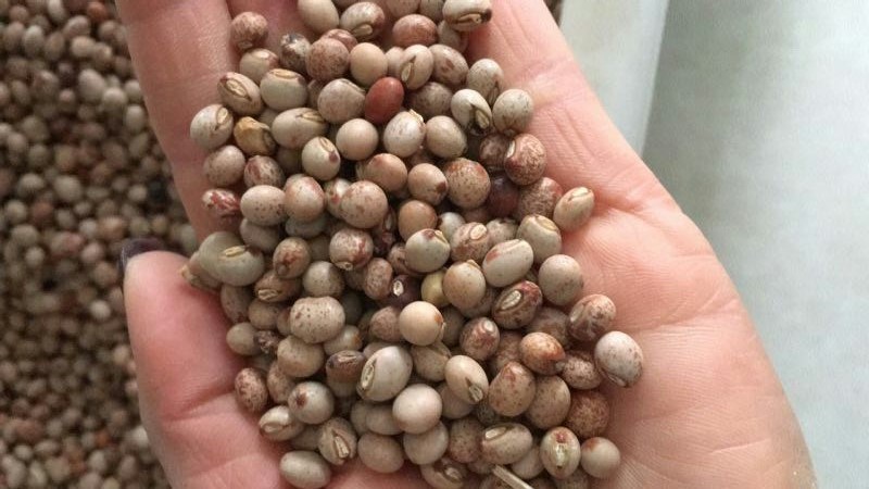 木豆种子又名鸽豆柳豆·豆蓉树豆树豆种子煮汤食用木豆种子