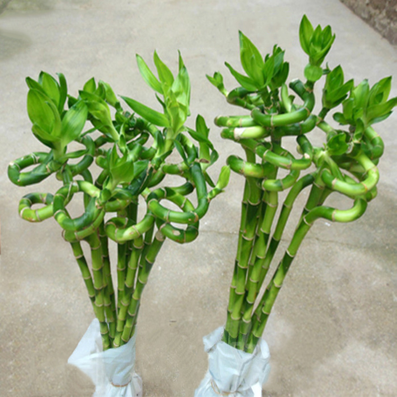 子暄 富贵竹竹开运竹 室内盆栽客厅办公室水培植物绿植花卉