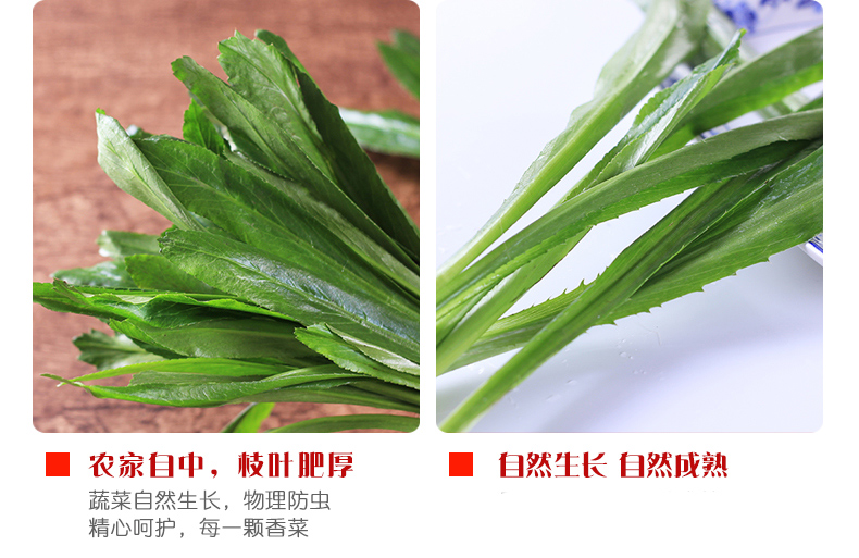 湛航葱姜蒜椒 云南大香菜 1kg 大芫荽大叶香菜 大芫细 新鲜蔬菜 一份