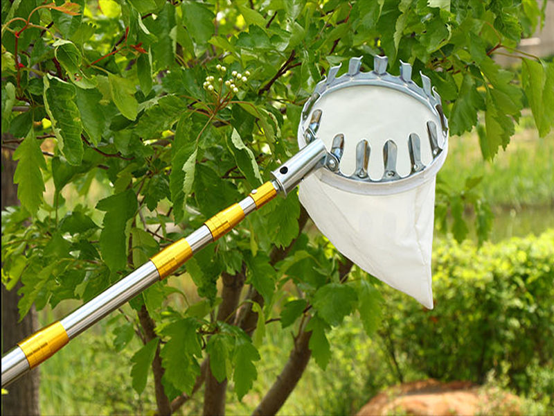 《采摘水果器摘枇杷柿子打李子苹果高空摘果神器多功能打果子伸缩杆
