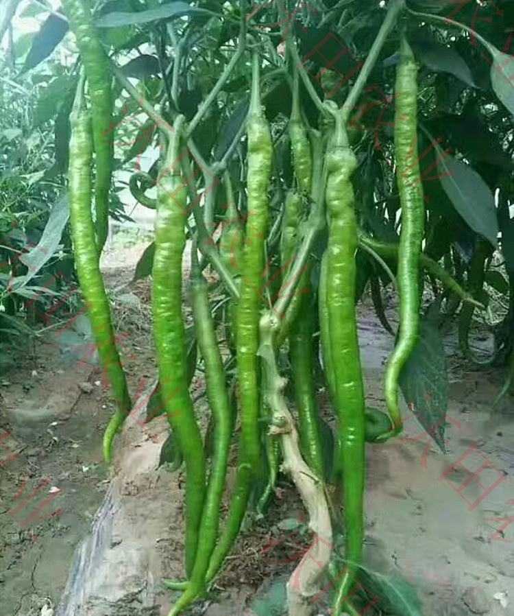 超长线椒种子超辣顺直辣椒种籽高产四季盆栽螺丝椒蔬菜苗瓜果