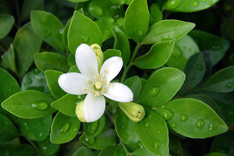 九里香办公室盆栽室内创意绿植土培花卉盆景植物开花清香