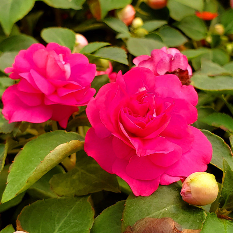 水梅花重瓣凤仙花四季开花喜阳阳台庭院带花苞基地直发重瓣水梅颜色