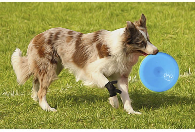 狗狗飞盘武速达耐咬训狗塑料飞盘玩具用品宠物狗边牧金毛训练专用狗