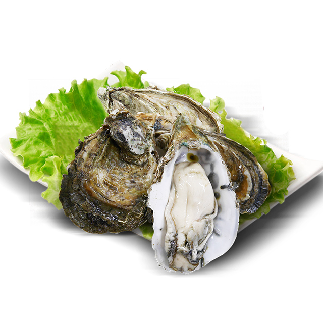 xj生蚝鲜活新鲜生蚝海蛎子肉海鲜水产贝类5斤牡蛎可开发票