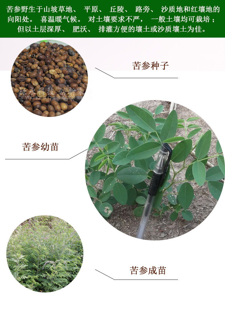 子暄苦参种子材种子优质纯新苦参籽