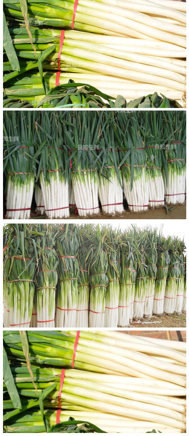 5斤装 山东章丘大葱 脆甜大葱 新鲜蔬菜