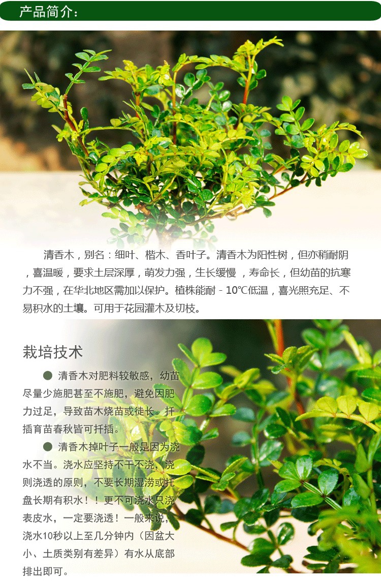 回固清香木散发香味卧室桌面净化空气小盆栽观叶植物盆景吸收 小苗