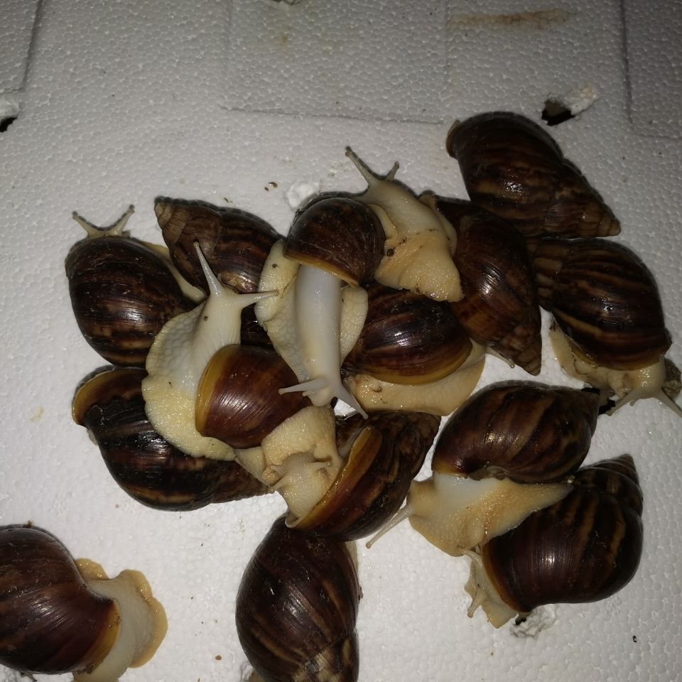 《2只种牛 怀孕白玉蜗牛临产种蜗牛,送养殖资料养殖孵化技术,养殖场