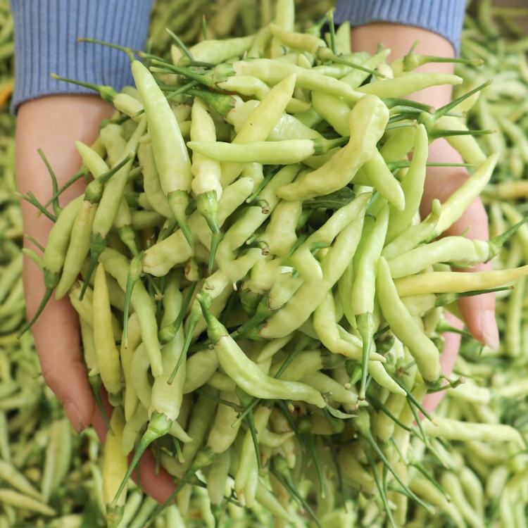 xj云南小米辣新鲜白辣椒小米椒朝天椒泡椒可开发票5斤