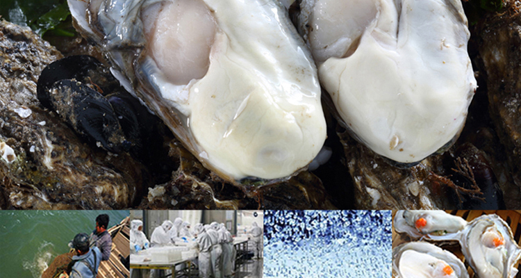 冷冻半壳乳山生蚝牡蛎300g6粒原汁袋装火锅烧烤食材海鲜水产