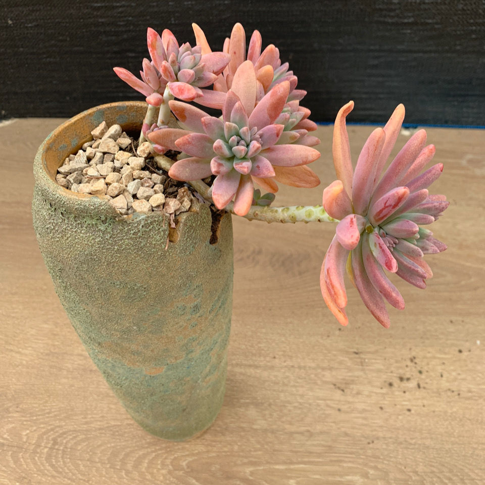 悬崖秋丽老桩多肉植物盆栽群生多肉基地控养精品云南多肉悬崖桩老桩