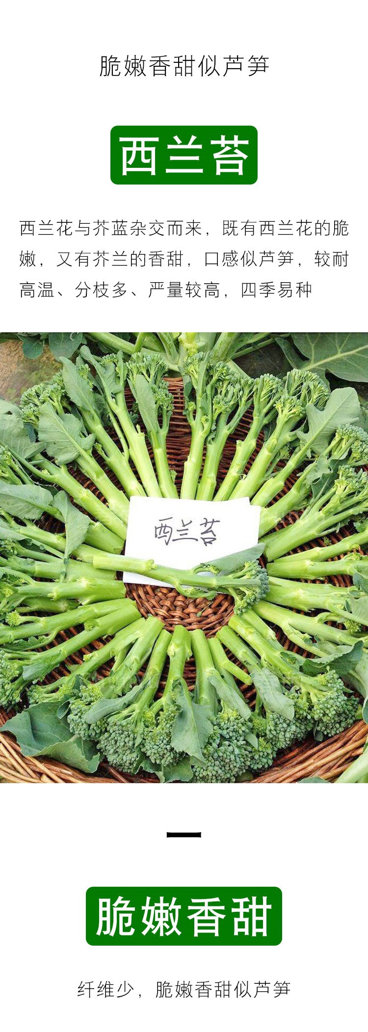 西兰苔种籽西兰花菜苔芦笋芥蓝芥兰菜心四季春季春夏蔬菜蔬莱种子