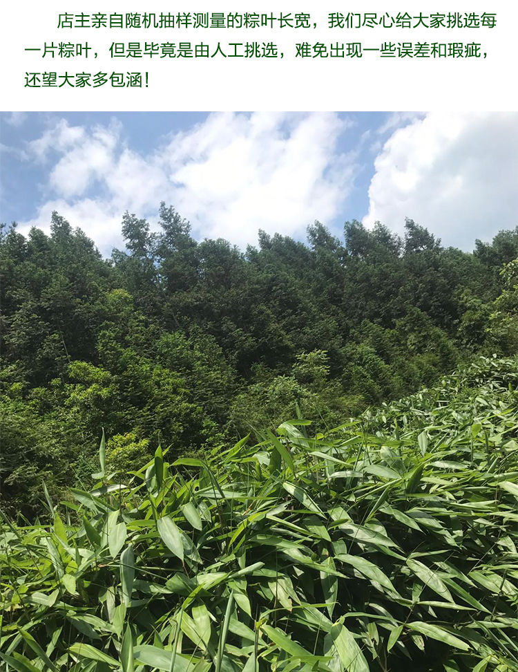 干湿粽叶新鲜粽子叶批发真空大号粽粑叶棕叶子送粽绳