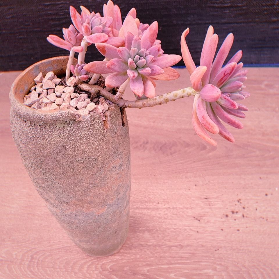 悬崖秋丽老桩多肉植物盆栽群生多肉基地控养精品云南多肉悬崖桩老桩