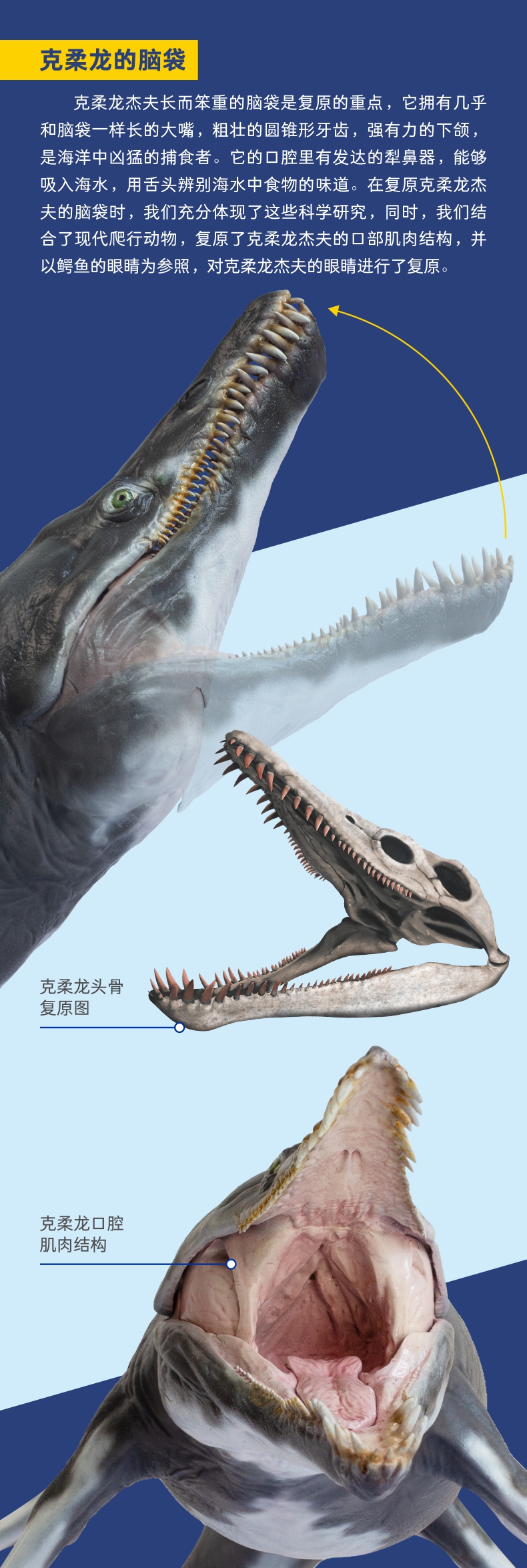 pnso克柔龙杰夫海洋博物馆1比35科学艺术模型