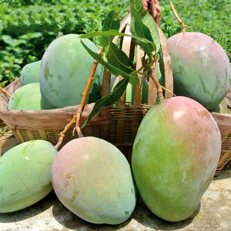 攀枝花凯特芒大果5斤装 新鲜应季水果