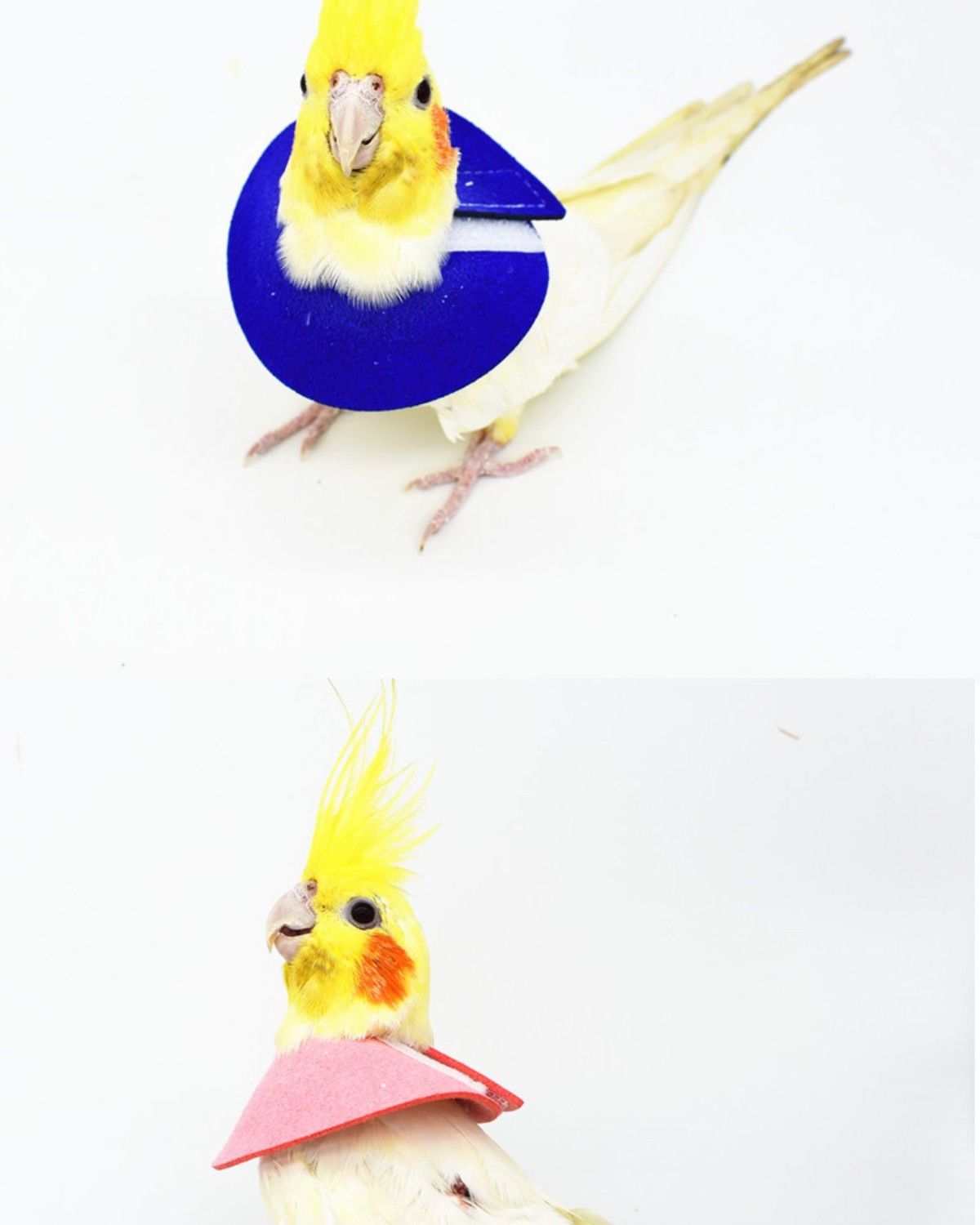 中国红虎皮脖圈鹦鹉鸟用伊丽莎白圈防咬毛啄毛受伤保护项圈脖套虎皮