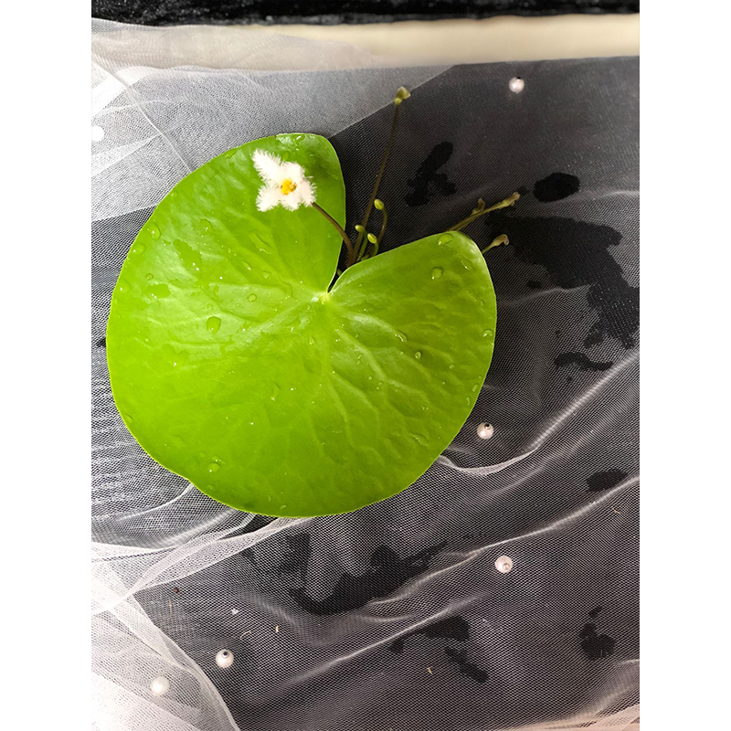 榭邦绿植办公绿植水培一叶莲不含盆