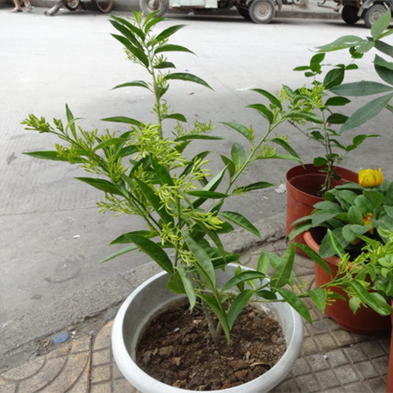 xj夜来香花苗盆栽季驱香树苗蚊子植物花卉可开发票10年苗