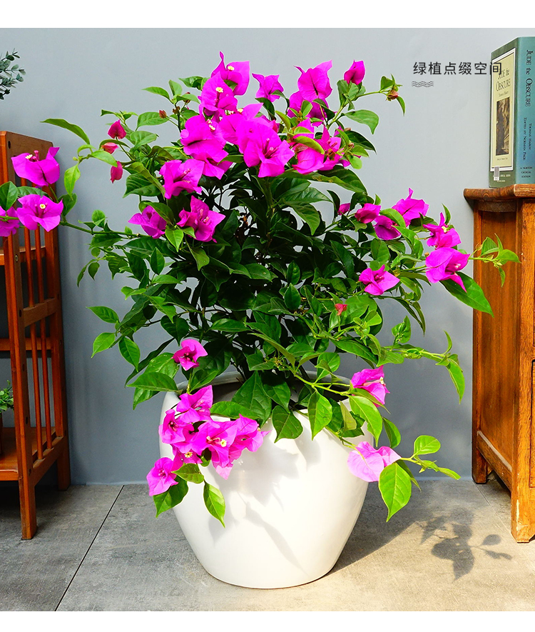 三角梅盆栽植物带花发货四季巴西三角梅花卉大盆栽室外绿植