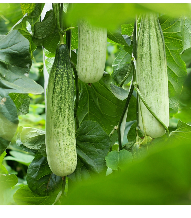 金予田瓜类 正宗山东羊角蜜甜瓜新鲜当季时令水果脆瓜整箱应季现摘小