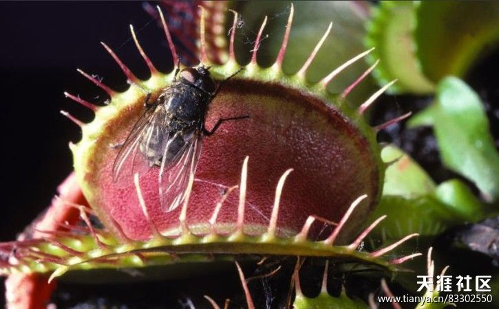 栽好发货[吃蚊子苍蝇的植物]吃蚊草捕蝇草消灭蚊虫食人花食虫植物