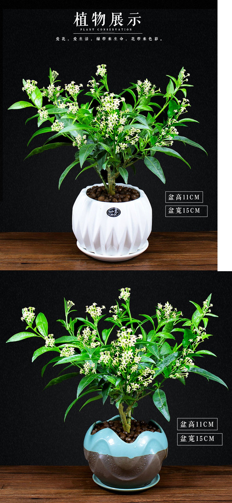 悦芳华夜来香盆栽室内客厅花卉阳台驱蚊草四季观花植物浓香净化空气