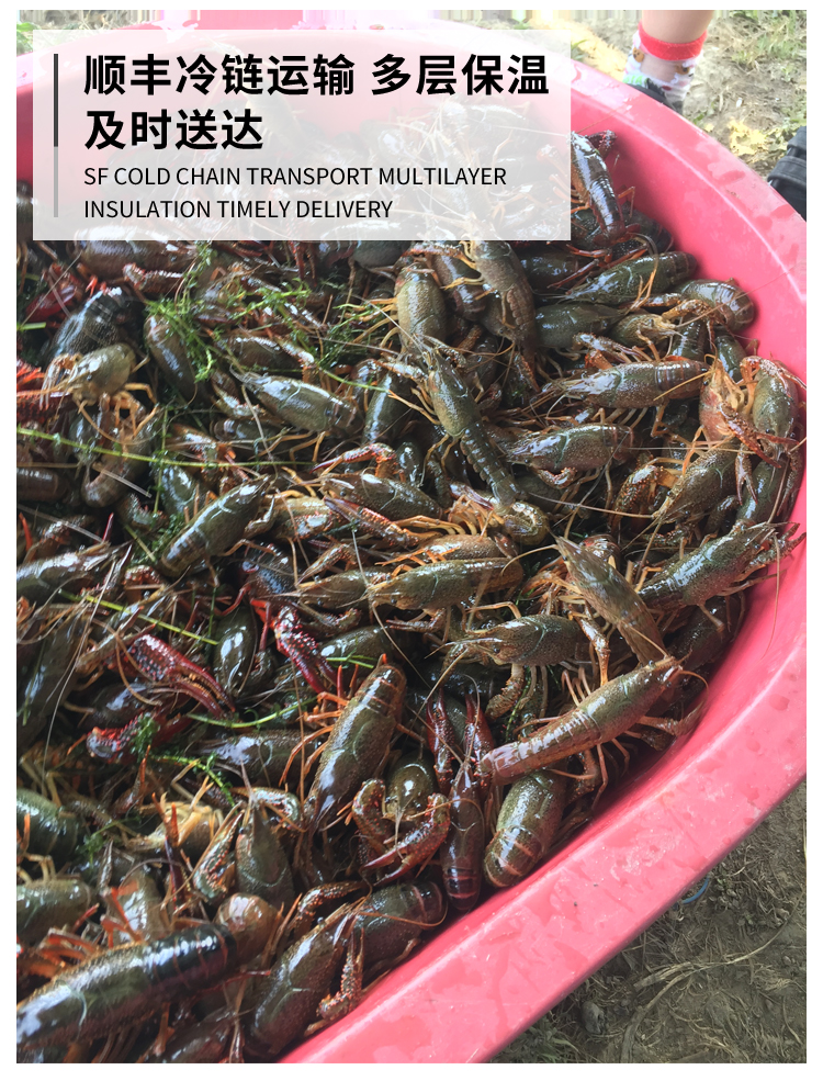 免洗苏州清水小龙虾鲜活活虾新鲜水产大虾4斤80只死虾包赔