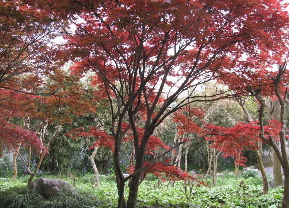 子喧美國紅楓樹苗嫁接日本紅楓樹苗三季紅美國紅楓盆栽紅楓盆景