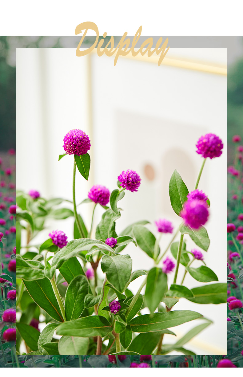 千日红盆栽火球花开花不断阳台庭院易养家居室内花卉绿植物盆栽