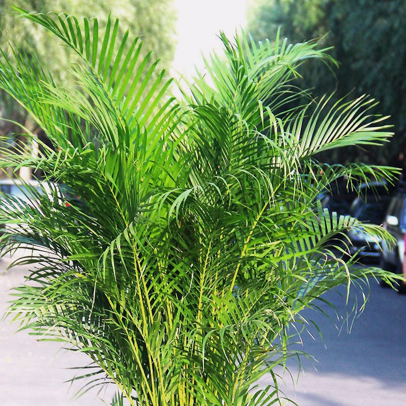 室内客厅吸甲醛植物 四季常青大型绿植花卉