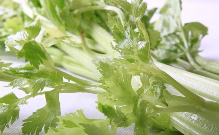 晋慧龙 西芹 5斤 香芹 洋芹菜 新鲜蔬菜 产发qq【价格 图片 品牌 报价