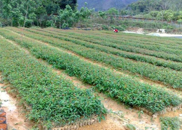 子喧桉树种子白柴油树莽树有加利大叶桉树种子小叶桉树种子