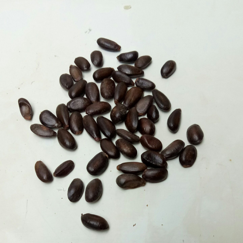 子暄南方热带水果释迦种子番荔枝种子赖球果佛头果阳台庭院果树种子