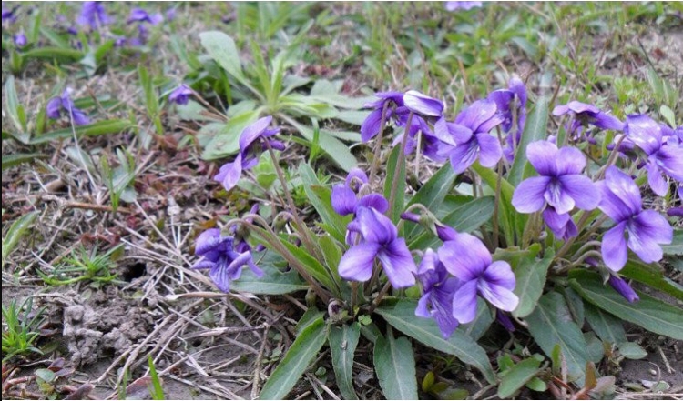 子暄园艺用品 子喧 紫花地丁种子 宿根耐荫耐寒地被庭院景观绿化种子