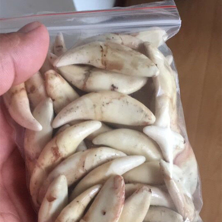 真品藏獒牙黑狗牙儿童项链男女骨质狼牙情侣吊坠婴儿驱鬼避邪手链a04