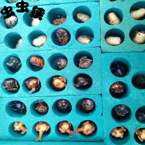 独角仙幼虫l3 成虫 甲虫新手套餐活体易养热门特宠异宠物果冻台 发酵