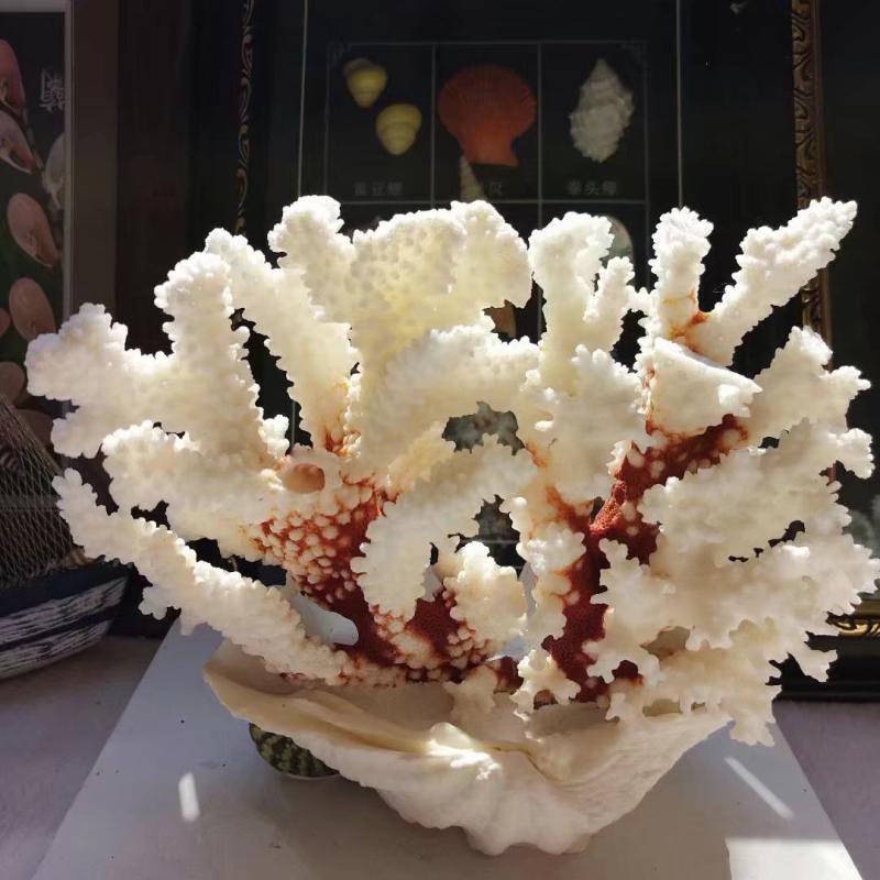 水族箱天然白珊瑚石珊瑚树贝壳海螺创意鱼缸造景装饰摆件饰品礼物810