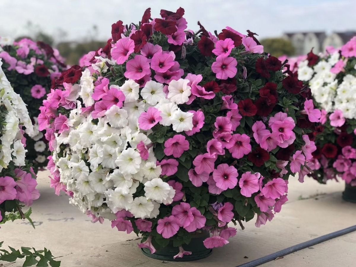 矮牵牛花苗四季室外好养易活易爆盆阳台庭院花卉盆栽绿植矮牵牛混色3