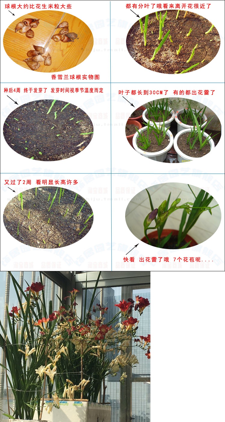 买家注意:如果没有种植过香雪兰的花友,收到货请及时联系客服咨询种植